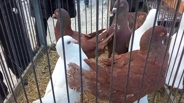 07.03.21г. Ярмарка голубеводов в г.Тольятти. Следующая съемка ярмарки 14.03.21 в г.Самара. смотреть онлайн