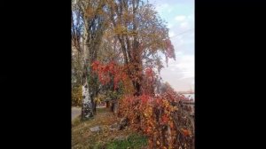 Вальс-бостон. Александр Розенбаум.