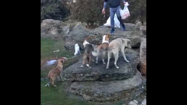 Помощь бездомным животным… ( help for homeless animals in the town ) смотреть онлайн