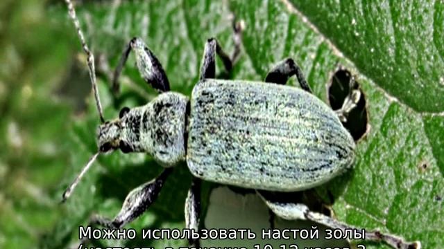 Вредители клубники и борьба с ними смотреть онлайн