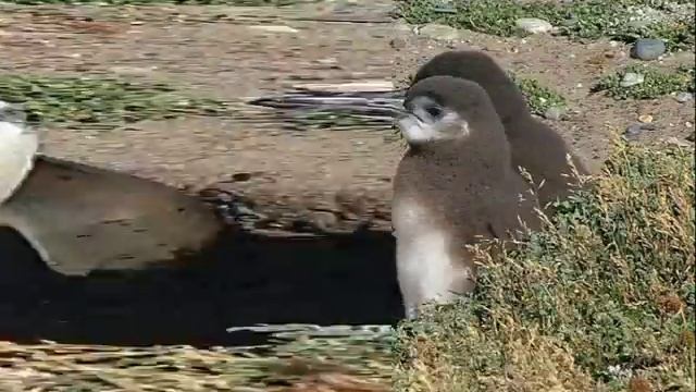 Пин... Пин... Пингвинёнок... Топ-топ-топ... Сергей Русь. смотреть онлайн