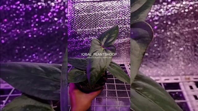 Anthurium Black Sweet смотреть онлайн