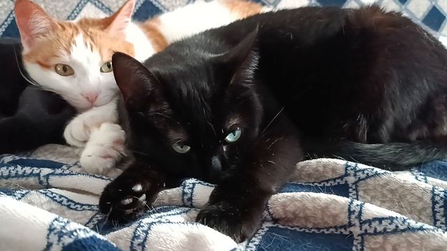 Кузя и девочка смотреть онлайн