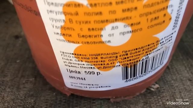 Папоротники в Оби! Цветочная Прогулка. смотреть онлайн