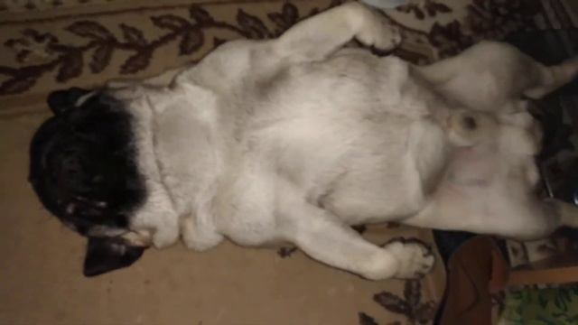 Мопс Френк.Осторожно‼️Очень громкий храп🎧🙉🙊🐽 смотреть онлайн