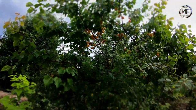 Абрикосовое дерево за алтарем смотреть онлайн