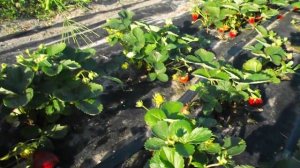 Клубника Мурано. Как выглядит вторая волна плодоношения.