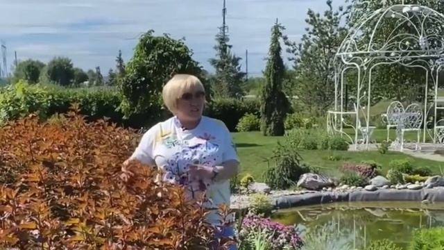 Живая изгородь из декоративного кустарника смотреть онлайн