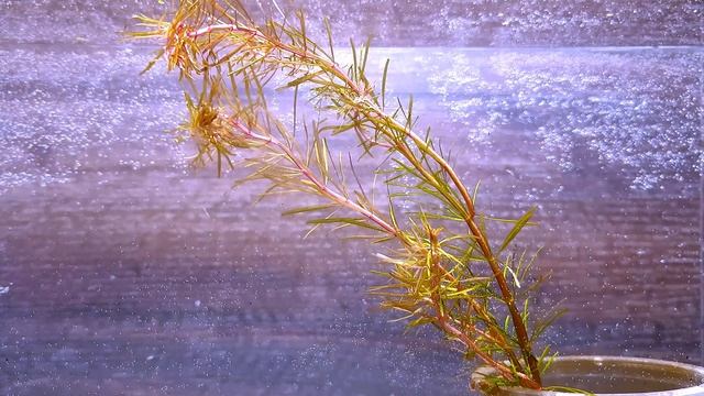 РОТАЛА МАКА РЕД ( Rotala maka red ) смотреть онлайн