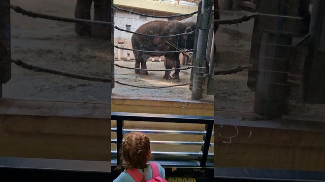 Слоны в московском зоопарке смотреть онлайн