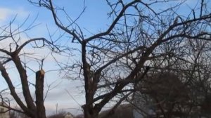 ЯБЛОНЯ. ОБРЕЗКА ЯБЛОНИ. Как снизить крону.