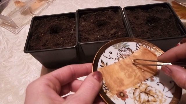 РЕЗУЛЬТАТ ЗАМАЧИВАНИЕ СЕМЯН БАКЛАЖАН. ПРОСТОЙ СПОСОБ ПОСЕВА БАКЛАЖАН. смотреть онлайн