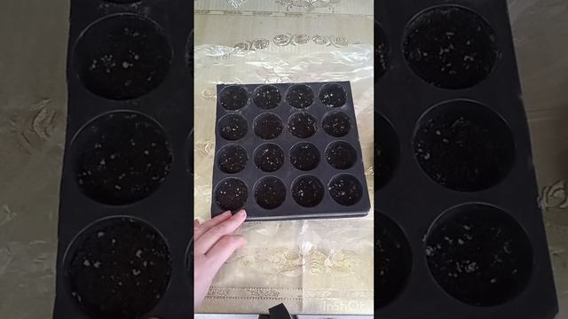 Сею шикарный цветок. Платикодон смотреть онлайн