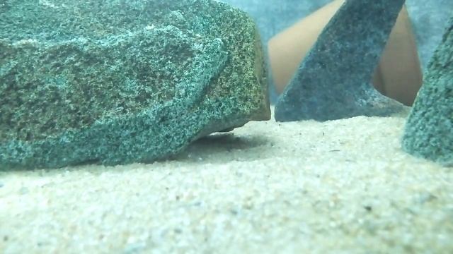 Малек Metriaclima zebra gold ruarwe смотреть онлайн