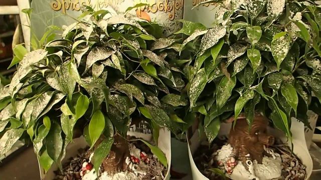 Ficus benjamina 'Natasja' смотреть онлайн