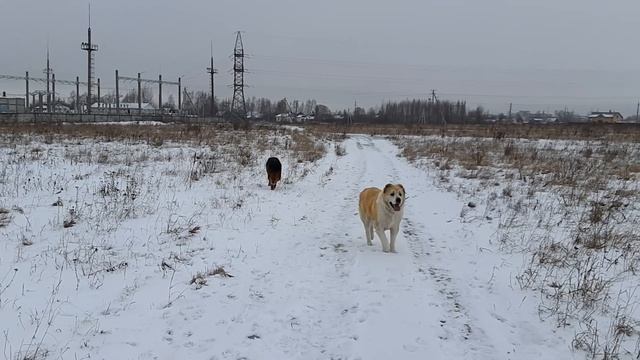 Рождественские гулянья:) смотреть онлайн