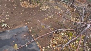 Обрезка яблони с поникшей кроной