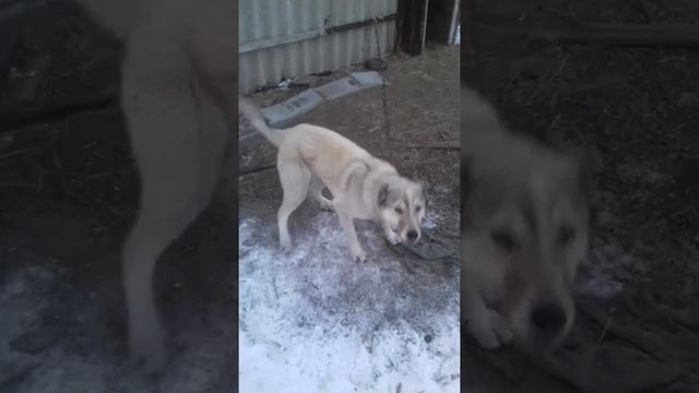 Собака смешанная с волком смотреть онлайн
