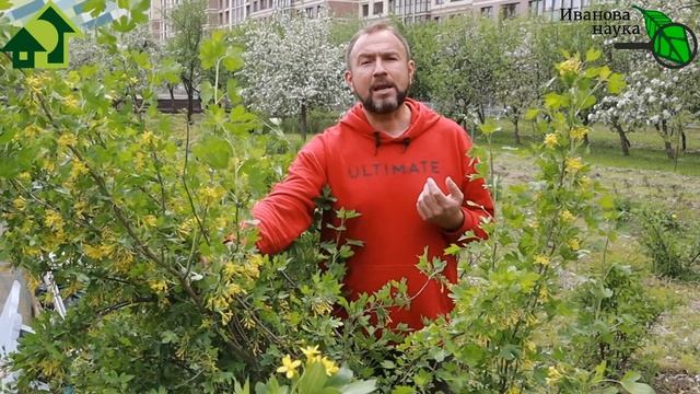 РАССАДА ГОРИТ, ПОБЕЛЕЛА, ОСТАНОВИЛАСЬ в РОСТЕ? Не БЕДА! С ЭТИМ средством все быстро ВОССТАНОВИТСЯ! смотреть онлайн