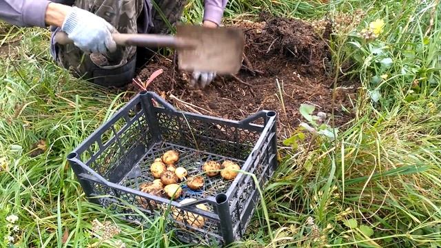 КАРТОФЕЛЬ в ящиках. 2019 год.. смотреть онлайн