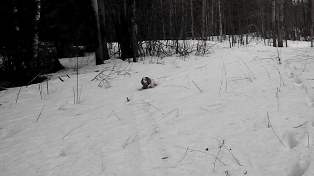 весенняя охота