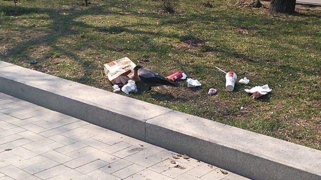 Ворона и пакет из McDonald's :) смотреть онлайн