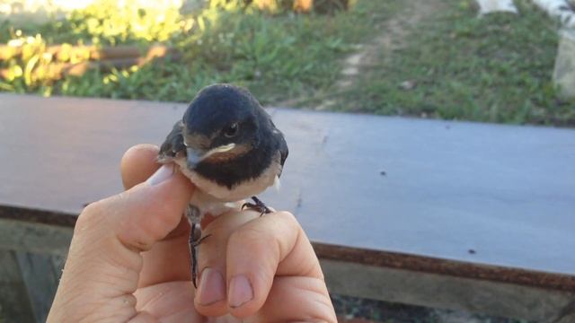 Первый полет ласточки! смотреть онлайн