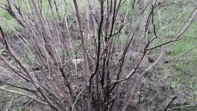 Огородный влог. Показываю рассаду и многое другое смотреть онлайн