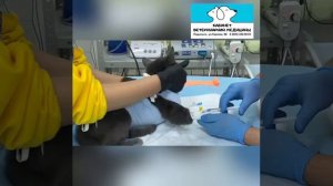 Внутривенная инъекция в катетер кошке