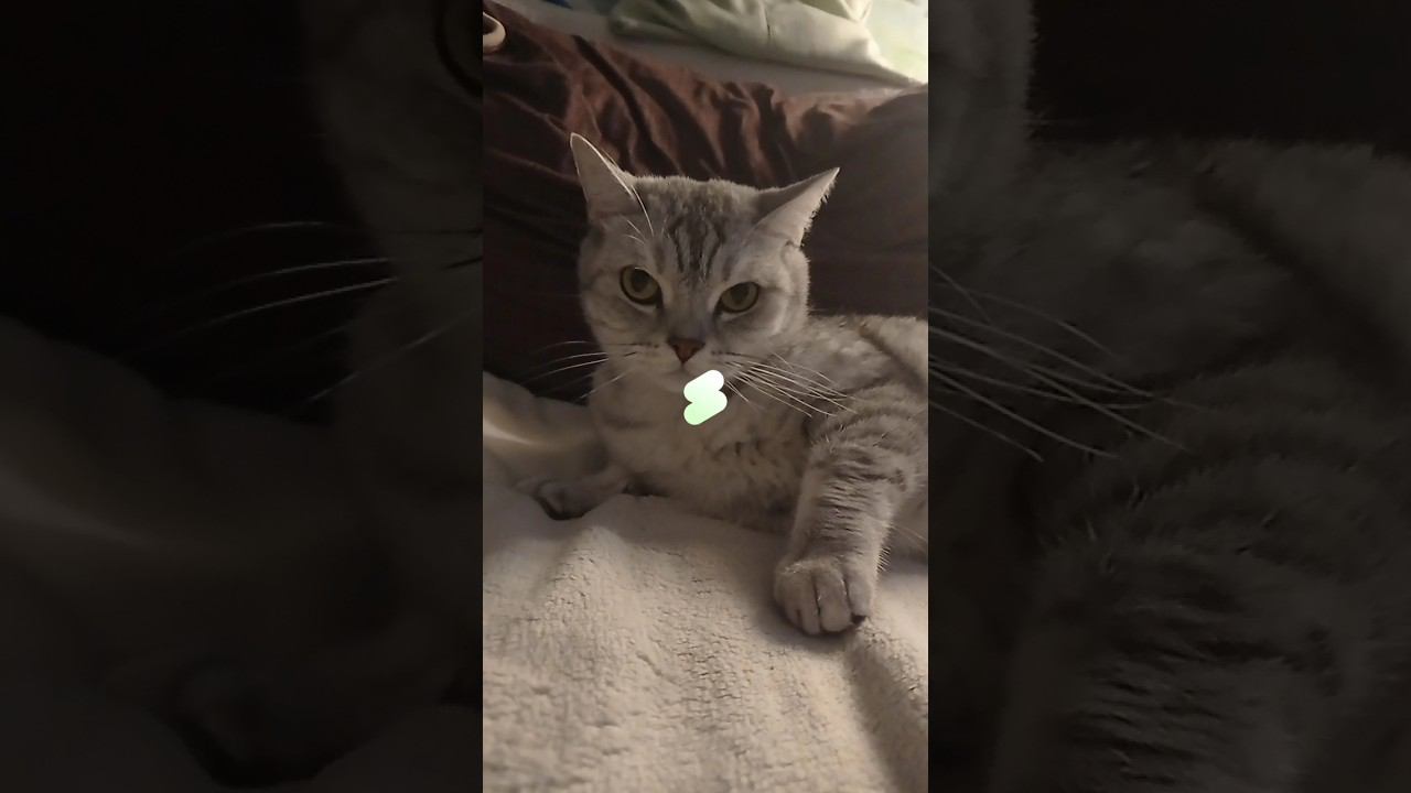 Милый котик #Shorts смотреть онлайн