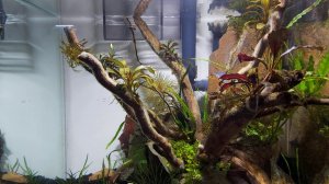 Первый месяц жизни креветочника