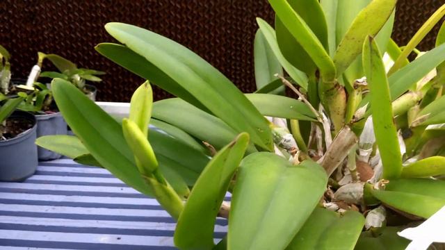 Cattleya El Dorado Pincelada Fantasia смотреть онлайн