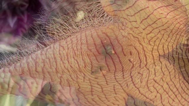 Why This Stapelia Stinks смотреть онлайн
