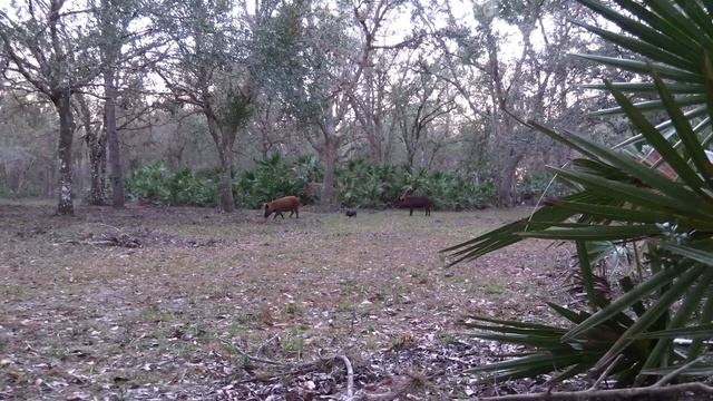 Henry .357 Magnum Hog Hunt смотреть онлайн