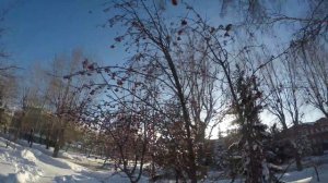 СВИРИСТЕЛИ ПРИЛЕТЕЛИ . Птички с хохолками зимой на рябине