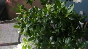 Фитильный полив АЗАЛИИ. Азалия на фитиле