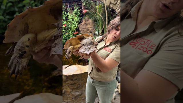 Have you ever seen a MATA MATA TURTLE?? смотреть онлайн