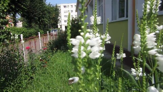 Lumânărica albă (Physostegia virginiana) смотреть онлайн