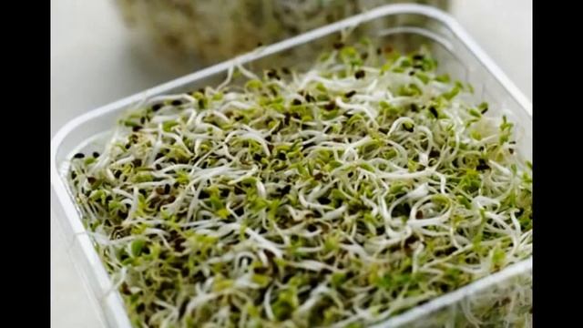 посев семян шток розы на рассаду sowing seeds Hollyhock seedlings смотреть онлайн