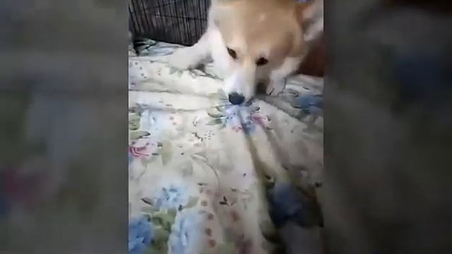 Умная собака ,ШОК!! смотреть онлайн