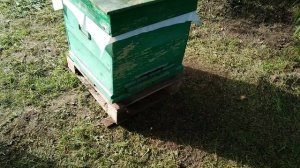 На пасеке добавили рамки .Пятый рой в ловушке..mp4