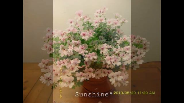 51. Angel eyes Light 1,엔젤아이스 라이트 Pelargonium смотреть онлайн