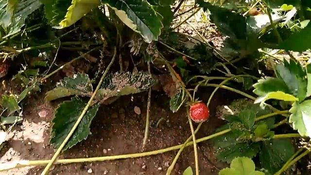 Клубника, сорт: Флоренция. Поздняя. 03.07.2017г.
