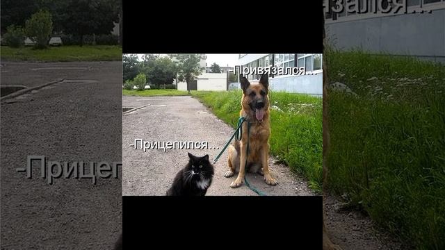 С котами возможен служебный роман, но без повышения #мем Смешные картинки / #приколы с озвучкой ? смотреть онлайн