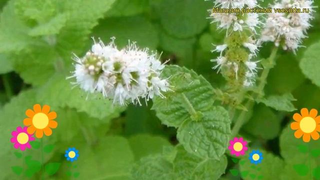 Мята Испанская (Мята). Краткий обзор, описание характеристик, где купить саженцы Méntha