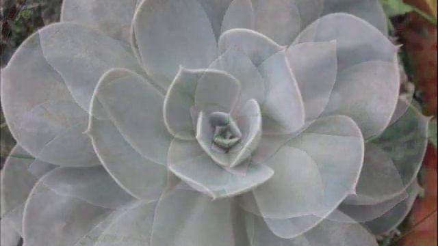 ECHEVERIAS смотреть онлайн