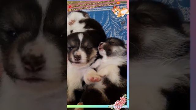 🧡🐕Наши маленькие Корги💥 Ведётся резерв #екатеринбург #корги #уралмаш #щенки смотреть онлайн
