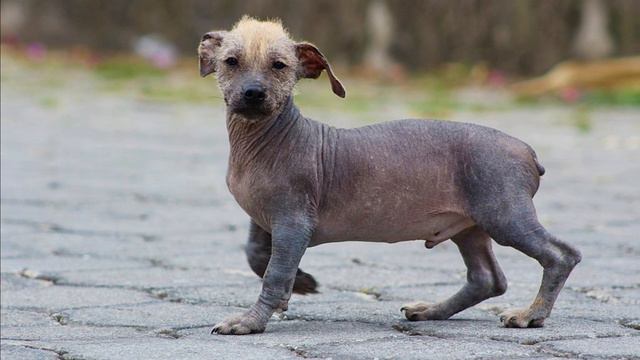 20 South American Dog Breeds