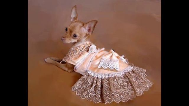 Одежда для собак наложенным платежом смотреть онлайн