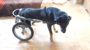 ПРИЕХАЛ В ПРИЮТ ДЛЯ БЕЗДОМНЫХ ЖИВОТНЫХ "БЕРЕГИНЯ"